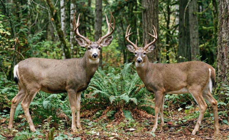 Mule vs Whitetail: The Ultimate Hunter’s Guide to ID, Seasons & Strategy
