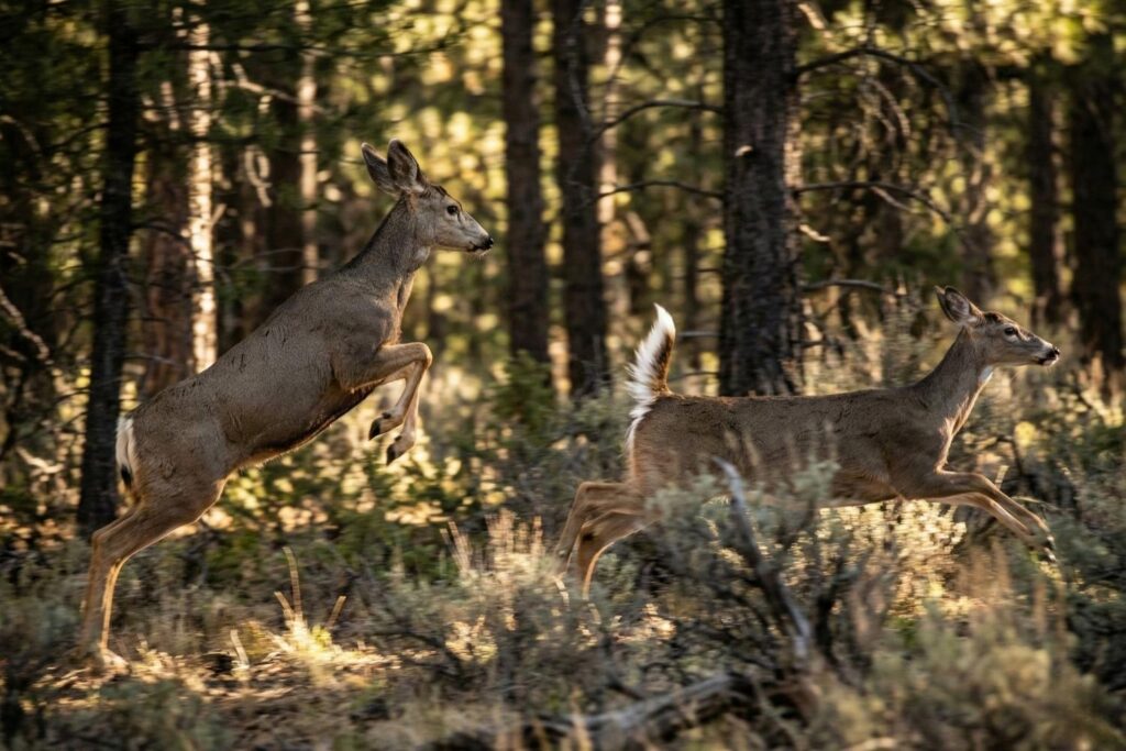 difference between mule deer and whitetail