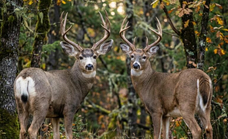 Understanding the Difference Between a Mule Deer and Whitetail Deer