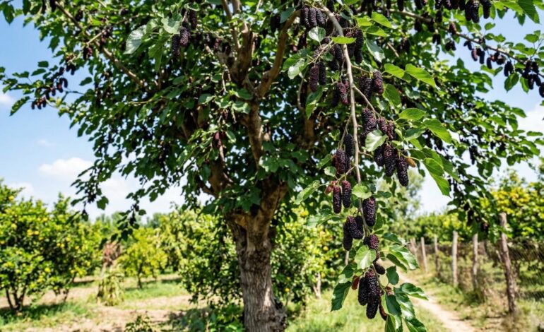 Pakistan Mulberry Tree: Benefits, Uses, and Growing Guide